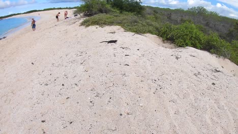 a white sand beach and green plants surround a black iguana in a turquoise beach of the galapagos islands