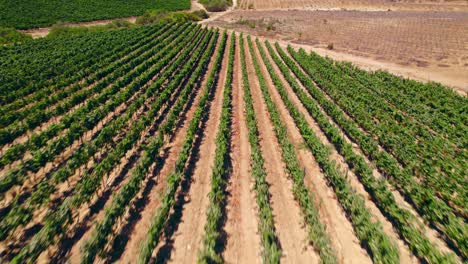 Calicata-Entre-El-Pinot-Noir,-Uvas-De-Vino-Tinto-En-Fray-Jorge,-Valle-De-Limari,-Chile