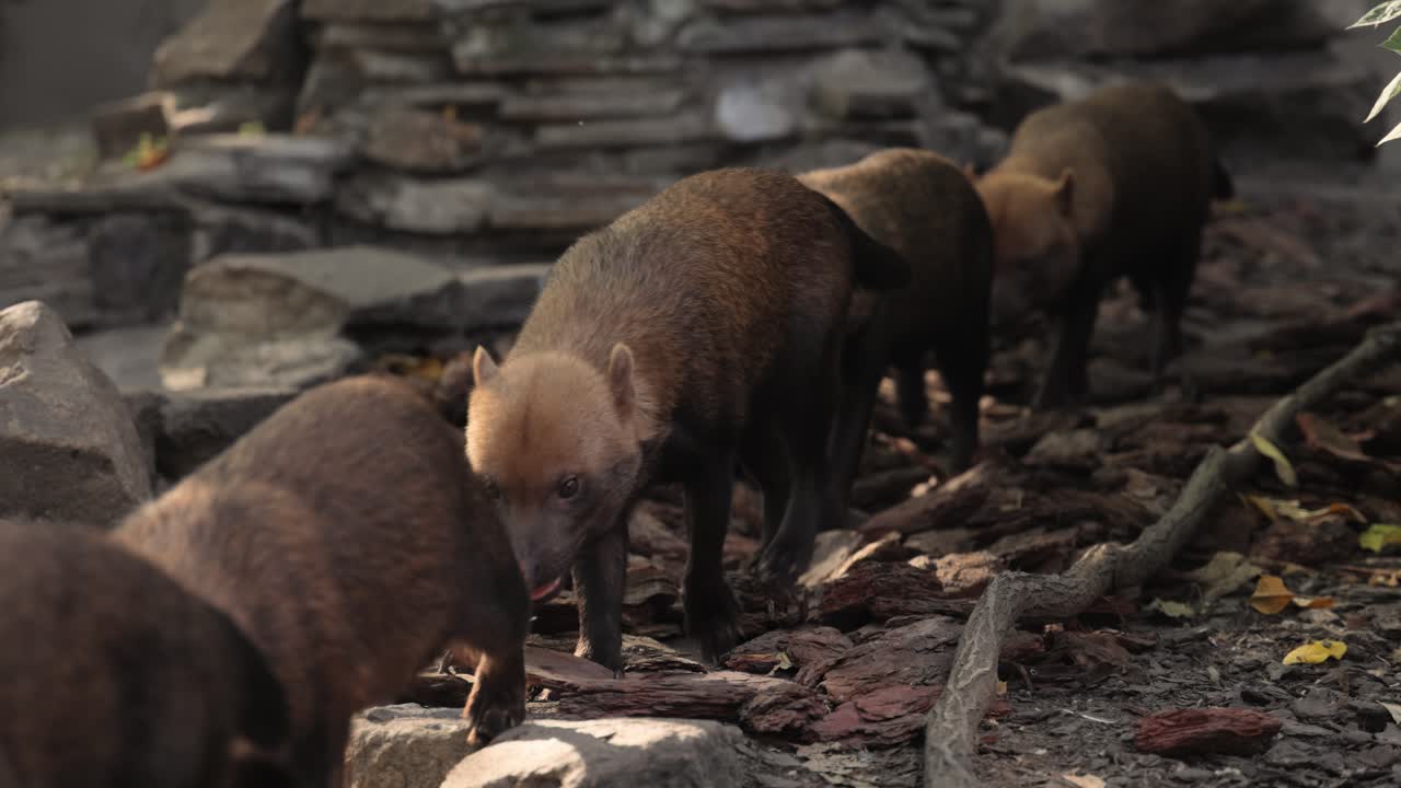 Cane delle boscaglie (Speothos venaticus) in natura. I cani delle boscaglie si trovano da Panama in America Centrale, attraverso gran parte del Sud America