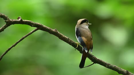 Silberbrust-Breitschnabel,-Serilophus-Lunatus