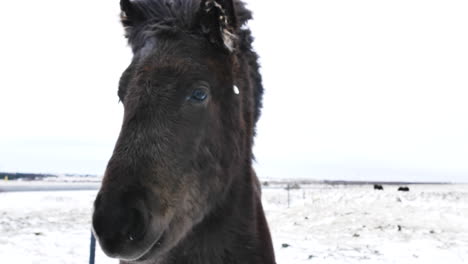 black icelandic horse in cold environment