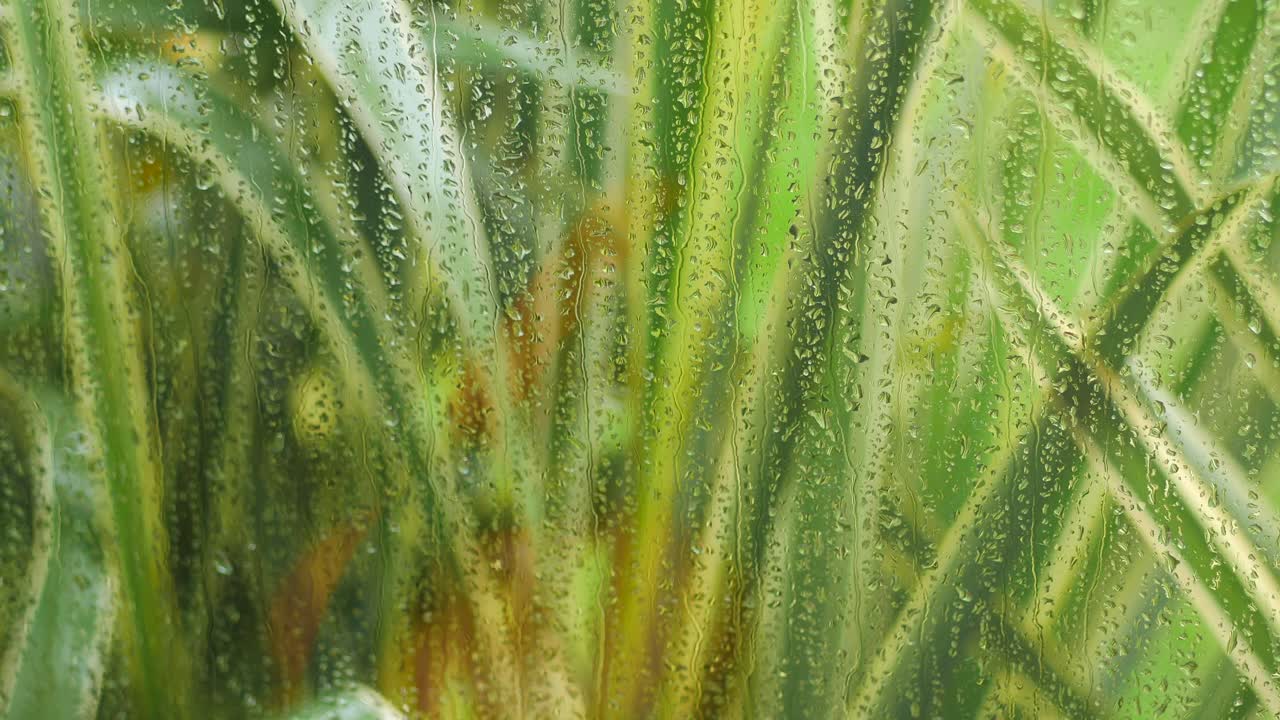 Rainy Day Window View