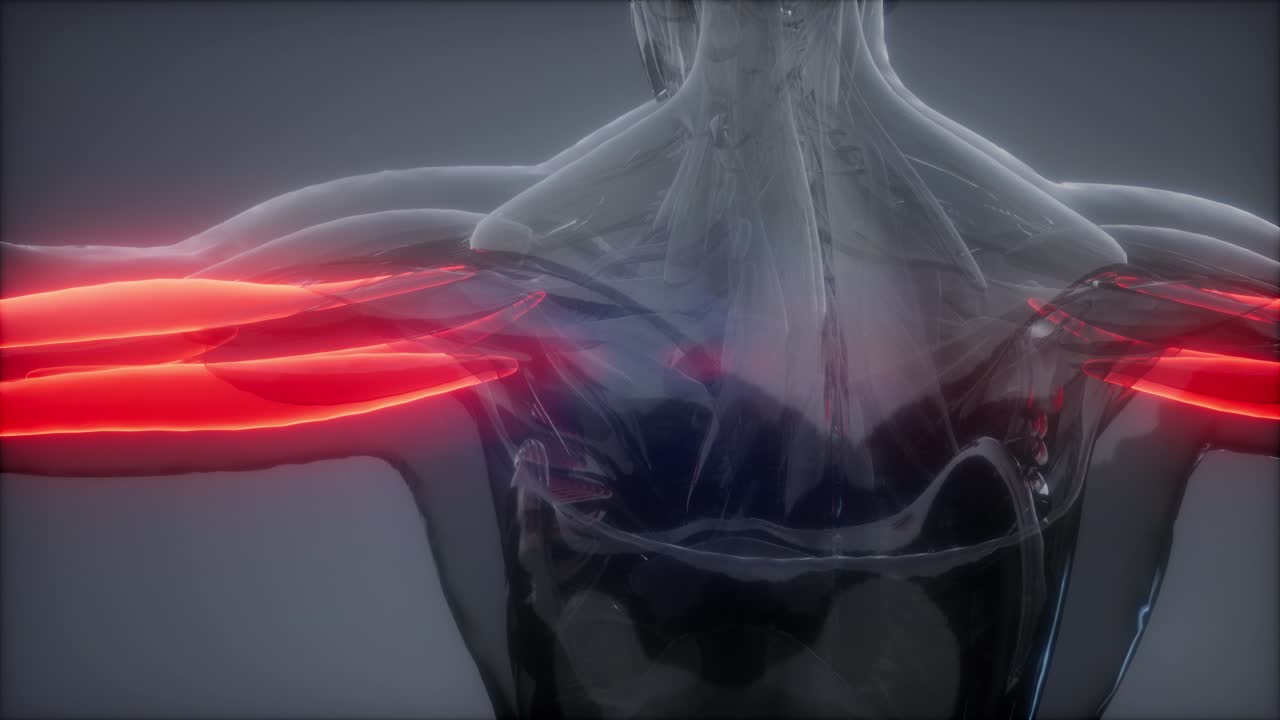 트라이세프스 - 눈에 보이는 근육 해부학 지도