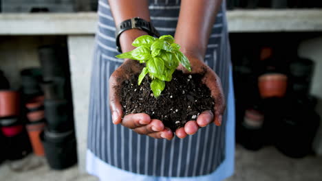 hands holding young plant with soil, nurturing growth in garden nursery, in greenhouse