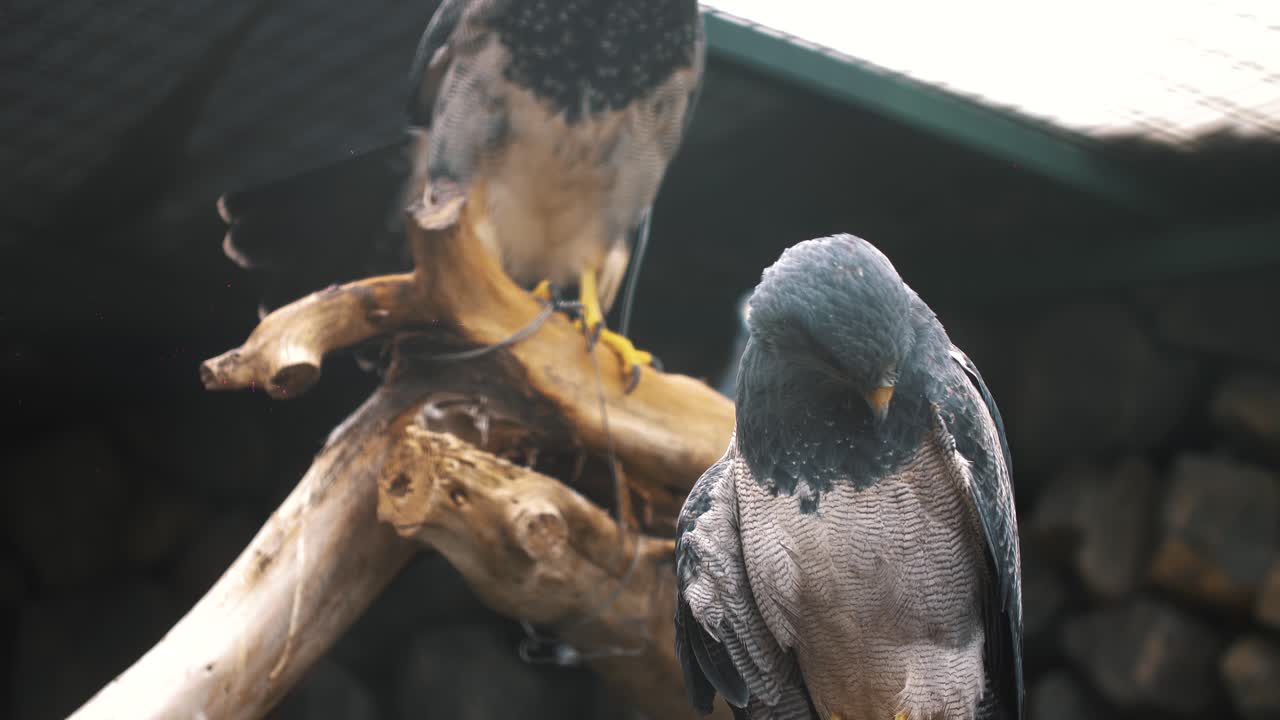 Close up macro two grey hawks sitting in a branch in Ecuador, South America (Leucopternis princeps)