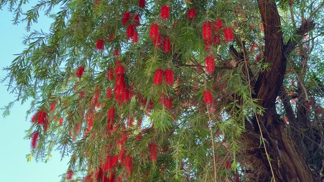 Callistemon viminalis plant with green and red leaves citrius also referred to as Callistemon viminalis in Australia and commonly known as weeping bottlebrush or creek bottlebrush