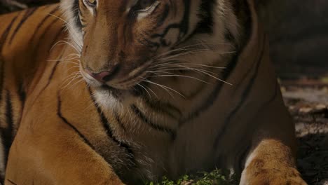 tiger-licks-lip-and-raises-head-slow-motion