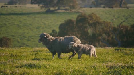 Corriedale-ewe-and-its-lamb-walking-on-Green-pasture,-tracking-shot