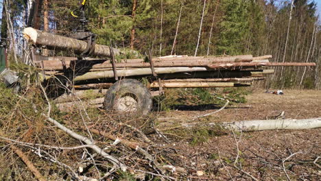 tractor with excavation claw lifts fresh cut logs into trailer in forest