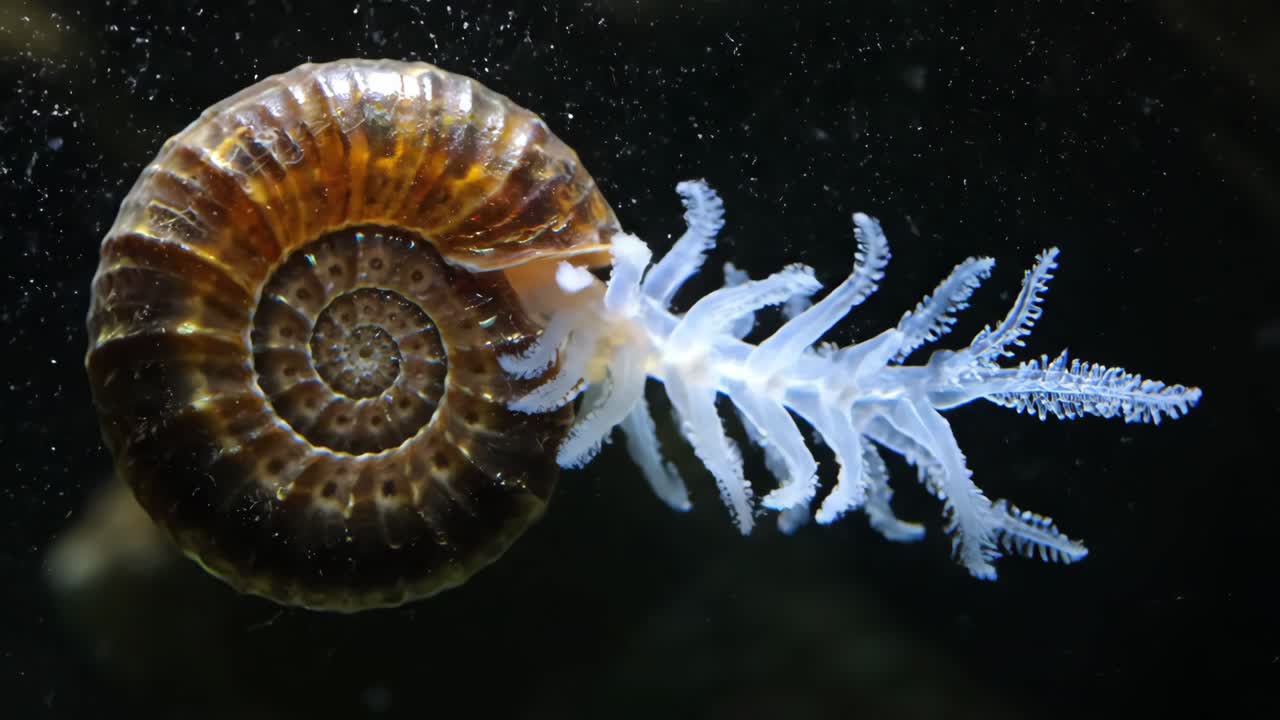 Close-up of a Janthina janthina or Violet Snail