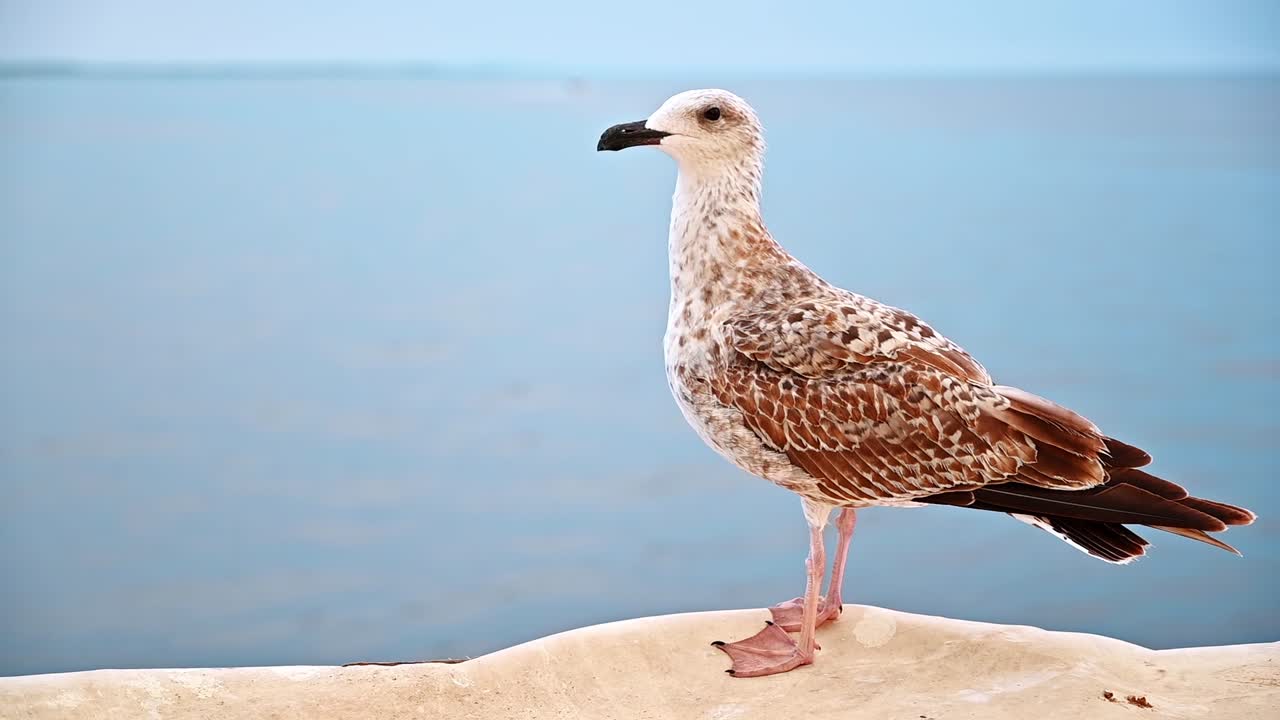 Close view of a seating seagull, cloudy sky, sea on the background in Greece