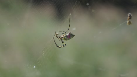 golden orb-weaver spider feeding on fresh prey insect