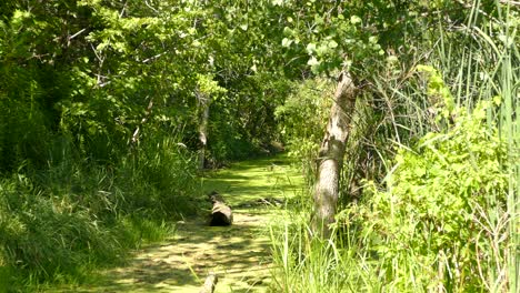 Leaves-blowing-in-a-vibrant-green-forest-area-with-algae-filled-water,-static