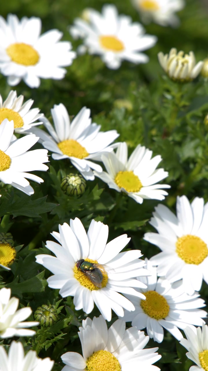 Primo piano di una mosca verde metallizzato su margherite bianche in un giardino soleggiato di Tokyo