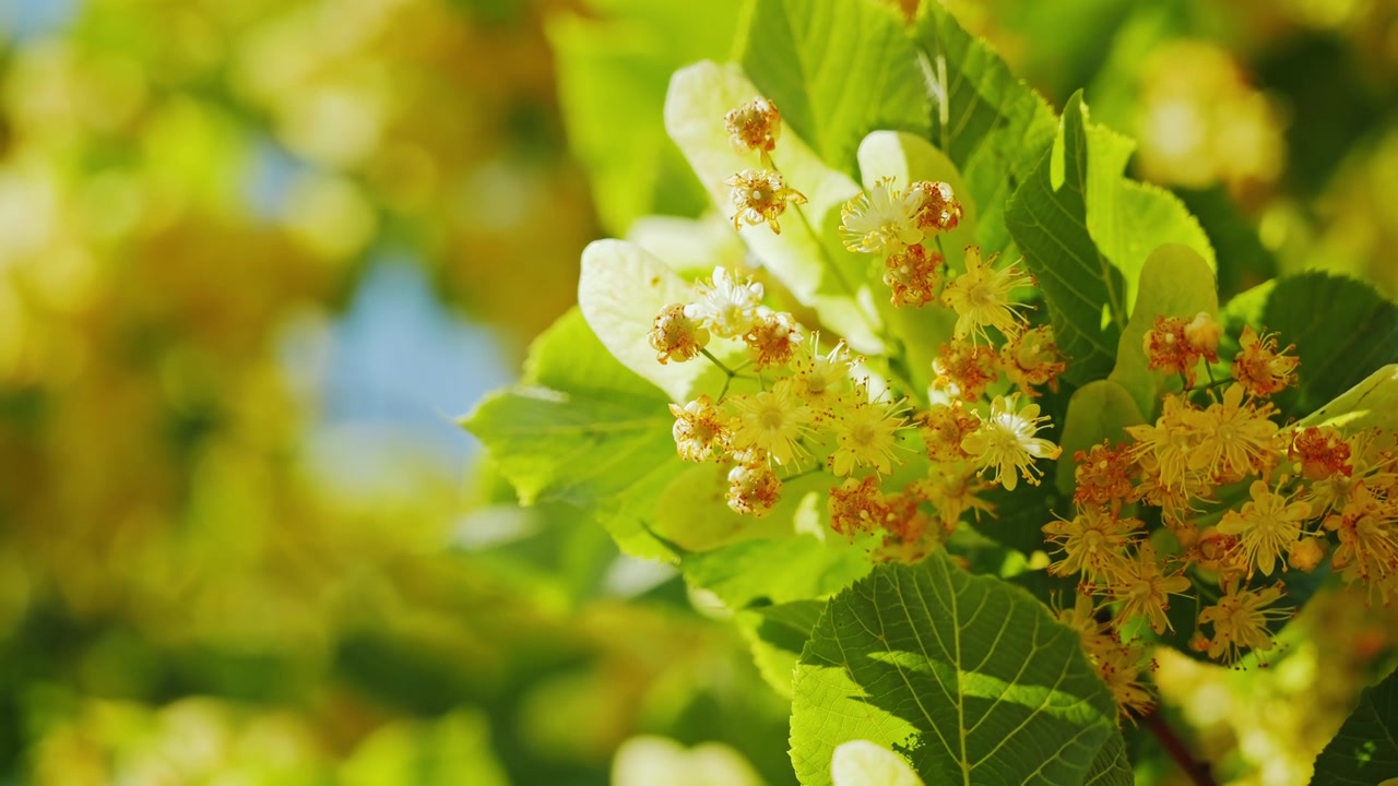 Golden linden flowers blooming on tree with vibrant leaves in warm sunlight
