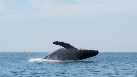 humpback whale jumps out of the water, close up and slow motion, steady shot