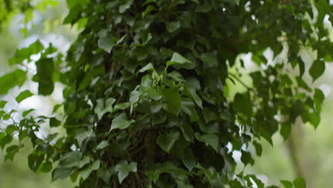 close up of ivy growing on trunk of tree in forest 2