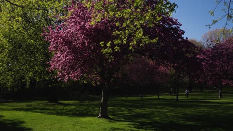 sakura trees with cherry blossoms falling in slow motion, on a bright sunny day in high park, toronto