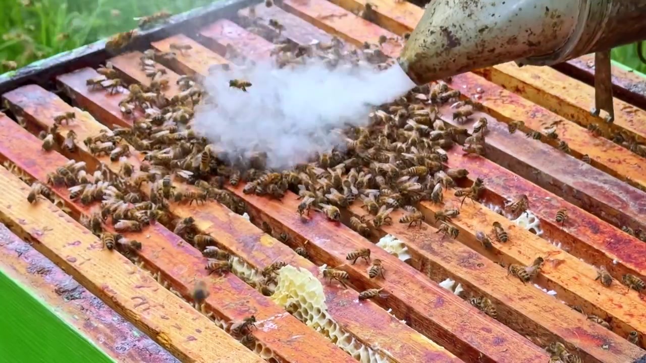 Api operaie Apis mellifera che coprono i telaini dell'arnia con favi di cera mentre l'apicoltore spruzza una soluzione zuccherina inducendo un comportamento di pulizia per calmare la colonia durante l'ispezione, inquadratura ravvicinata statica