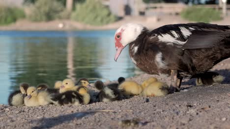 cute beautiful ducklings standing next to her mother with a lake on the side