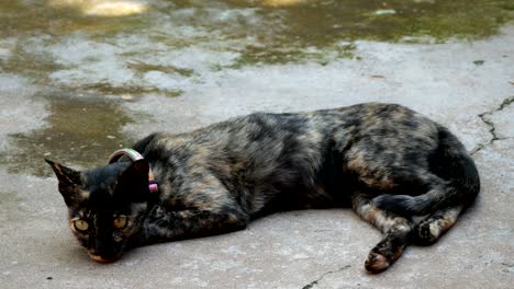 striped cat relaxing