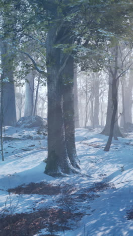 snowy winter forest