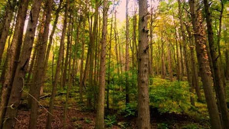 Beautiful-smooth-autumnal-forest-video-in-the-Appalachian-mountains-with-tall-trees-and-golden-light-on-a-beautiful-day