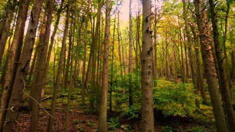 hermoso video de bosque otoñal suave en las montañas apalaches con árboles altos y luz dorada en un hermoso día