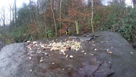 various yellow blue and coal tit wild birds feeding in woodland nature park