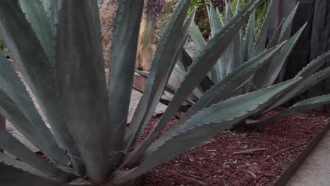 close-up rotating shot of razor-sharp planted cacti plants