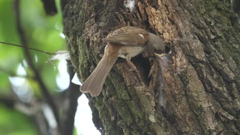 southern grey-headed sparrow feeding chicks in tree nest hole in pretoria garden