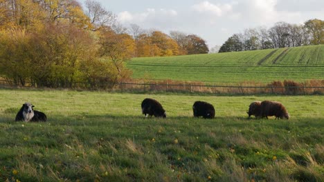 Idyllische-Landschaftsansicht-Mit-Schafsgruppe-Auf-Der-Wiese,-Herbst,-Standbild