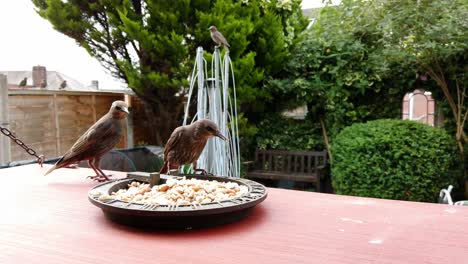 Group-of-common-hungry-British-starlings-feeding-from-wooden-platform-in-household-garden