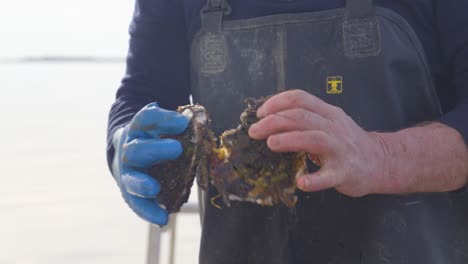 a shellfish farmer checking his harvest