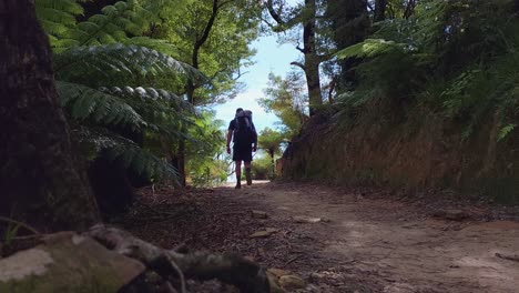 a hiker walking away from the camera in a forest in new zealand