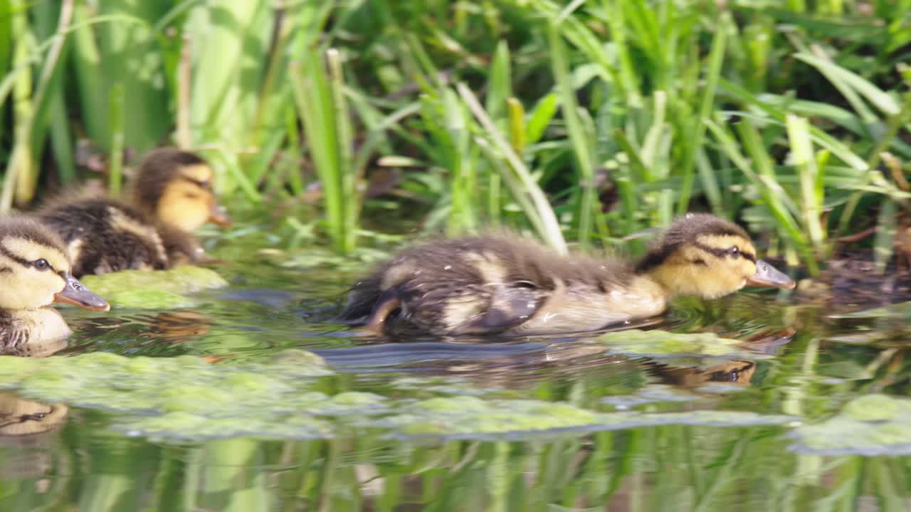 patos mallardos en un estanque