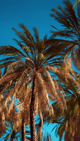 palmeras en un cielo azul