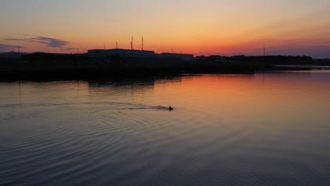 Hermoso-Delfín-Nariz-De-Botella-Nadando-En-Aguas-Tranquilas,-Mostrando-Su-Aleta-Mientras-Sube-Para-Respirar