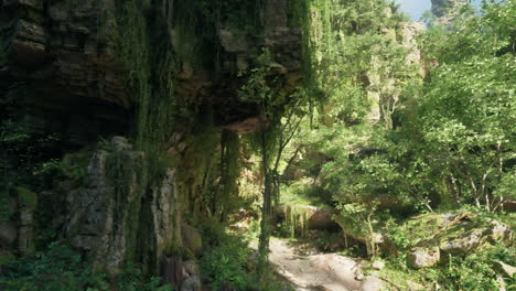 lush, overgrown forest path with sunlit foliage and a cliff