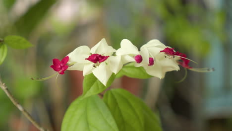 bleeding heart vine twining evergreen plant from tropical west africa. selective focus shot