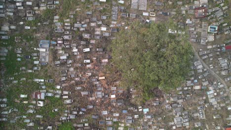 Overhead aerial view of Guanarito cemetery showing rows of graves surrounding a large tree