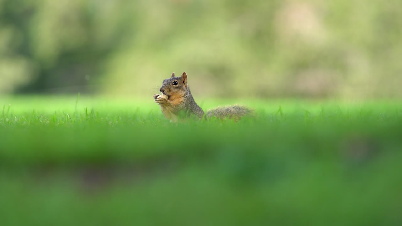 vista de cerca de la ardilla comiendo bellotas