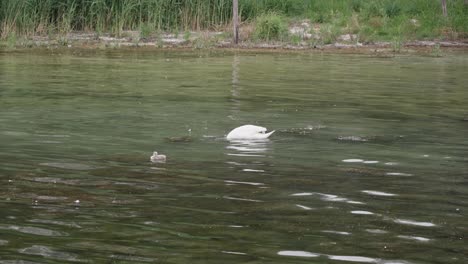 Swan-with-pristine-white-plumage,-exudes-regal-beauty-with-her-cygnets-close