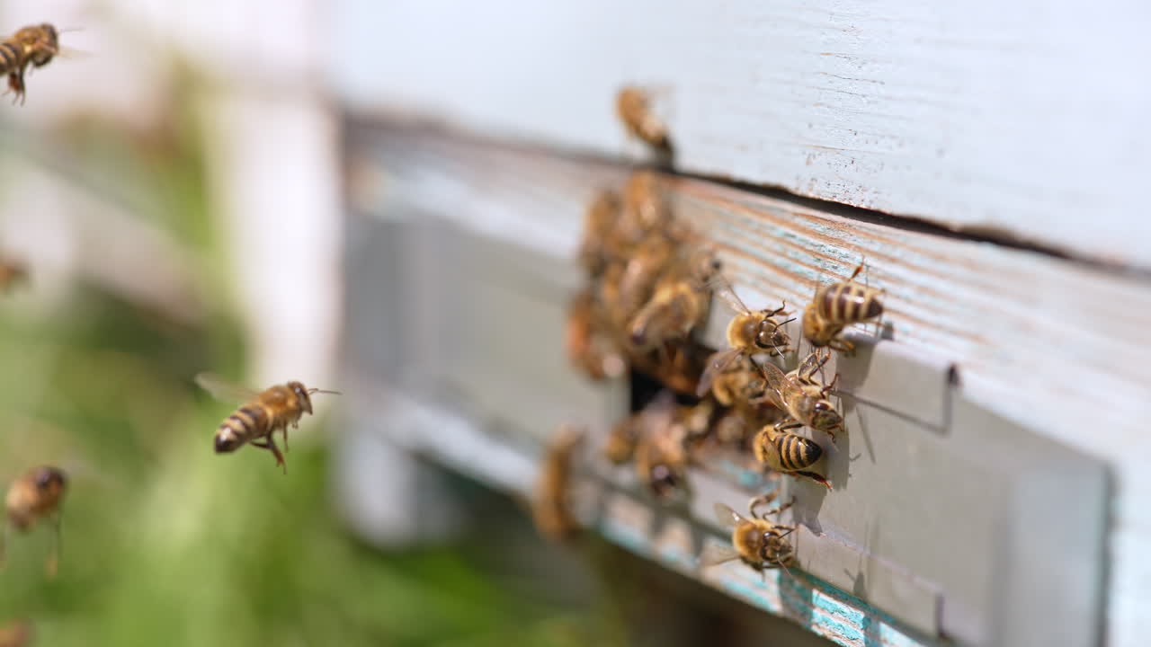 Brood of bees crawling in and around the hive entering slot. Hard-working insects return to their home. Blurred backdrop. Close up.