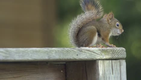 Closeup-Portrait-Of-A-Sitting-American-Red-Squirrel,-Wild-Small-Mammal