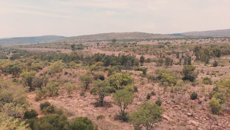 drone shot of african savannah bushland with acacia trees and shrubs