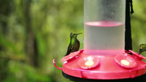 colibríes verdes bebiendo azúcar néctar agua del alimentador