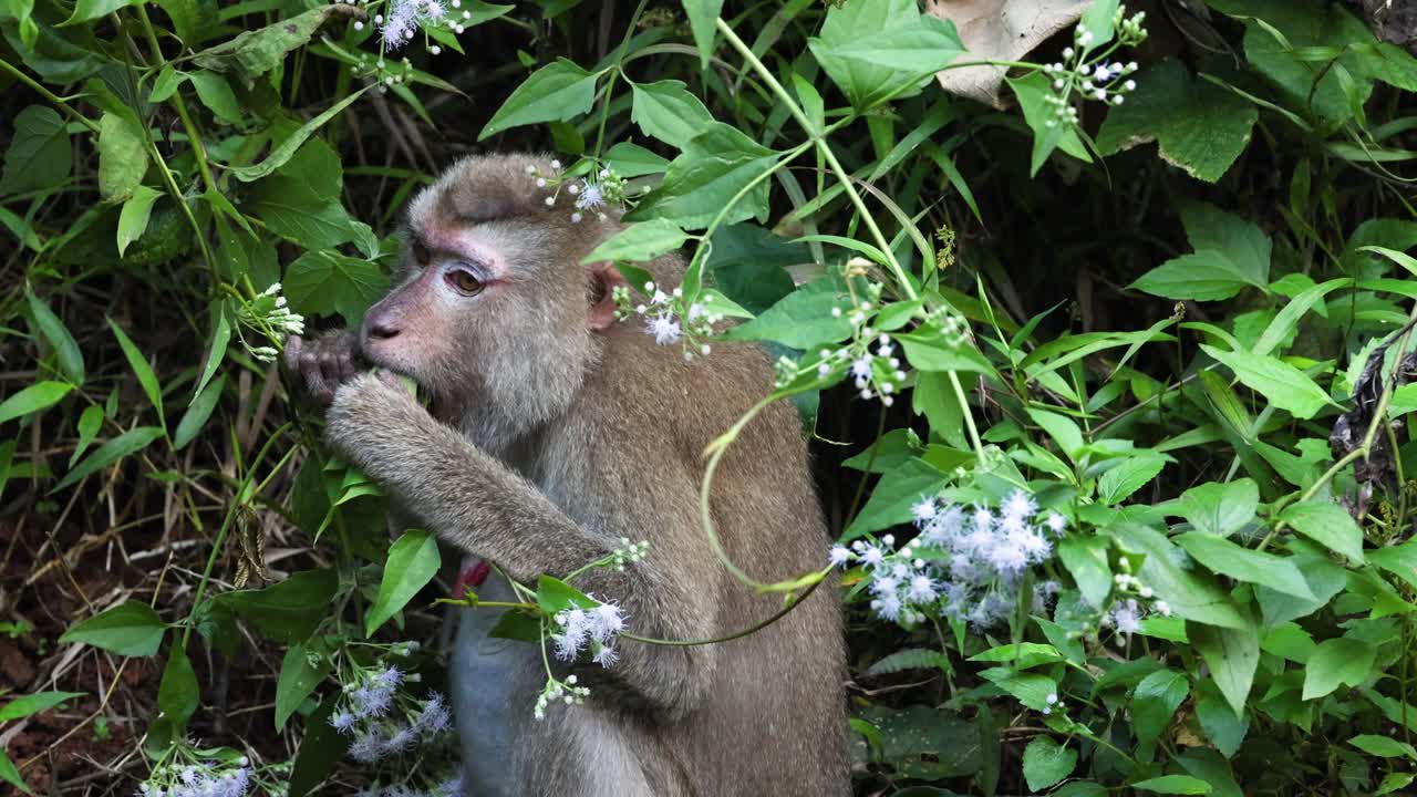 un mono interactúa con las plantas, posiblemente comiendo.