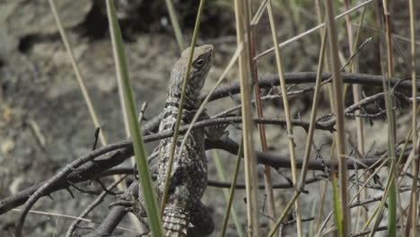 spiny-tailed lizard sitting motionless on a branch in madagascar, half hidden by some blades of grass watching surroundings, medium shot