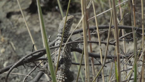 spiny-tailed lizard sitting motionless on a branch in madagascar, half hidden by some blades of grass watching surroundings, medium shot